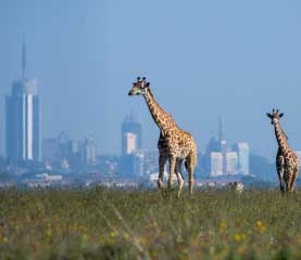 Nairobi National Park